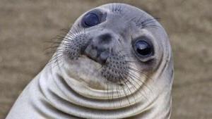 Close-up of a seal's face with wide eyes and a straight face.